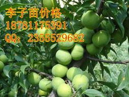 探尋優(yōu)質(zhì)可靠的農(nóng)副產(chǎn)品加工廠家貨源 批發(fā)供應(yīng)信息全攻略